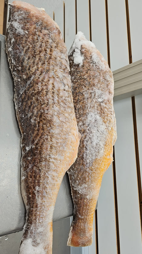 GIANT WHOLE CROAKER