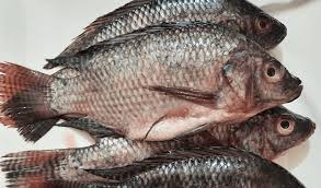 TILAPIA/ 3 PIECES