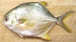 GOLDEN POMPANO/ 2 PIECES