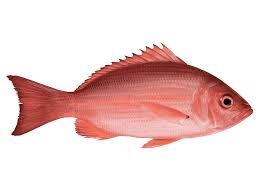 BIG RED SNAPPER/ 1 PIECE