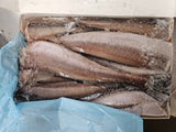 WHITING FISH, HAKE FISH (PANLA TUTU)