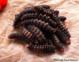 BLESSINGS FOOD MBINZO CHENILLE